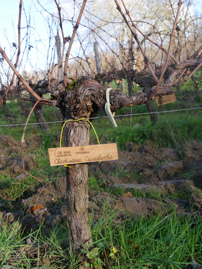 Виноградник на урожай